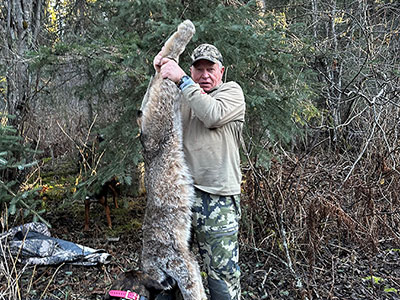 Hunting Lynx in BC Canada