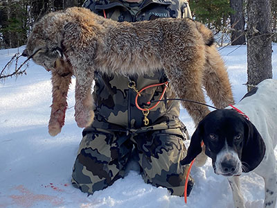 Lynx Hunting in BC