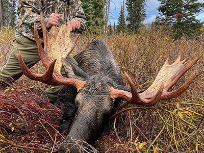Moose Hunts in BC