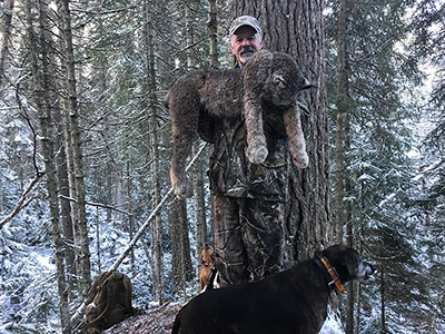 Lynx Hunting in BC