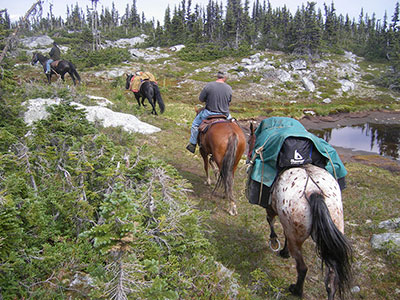 Pack Horse on the Hunting Trail
