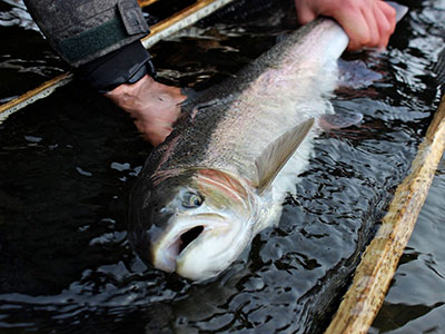 Fly Fishing in BC